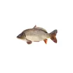 Fresh Fish - 2900 G